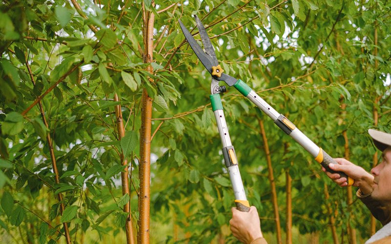 Tree trimming in Garden City, UT