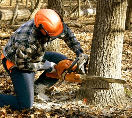 Tree Removal in Garden City, UT